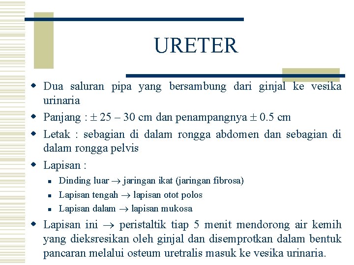 URETER w Dua saluran pipa yang bersambung dari ginjal ke vesika urinaria w Panjang