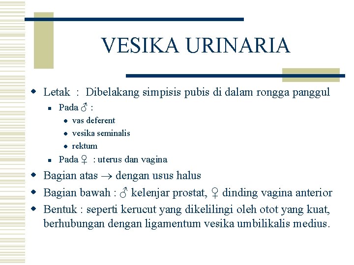 VESIKA URINARIA w Letak : Dibelakang simpisis pubis di dalam rongga panggul n Pada