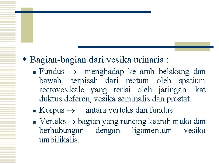 w Bagian-bagian dari vesika urinaria : n n n Fundus menghadap ke arah belakang