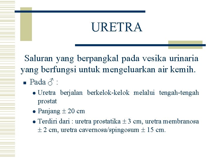 URETRA Saluran yang berpangkal pada vesika urinaria yang berfungsi untuk mengeluarkan air kemih. n