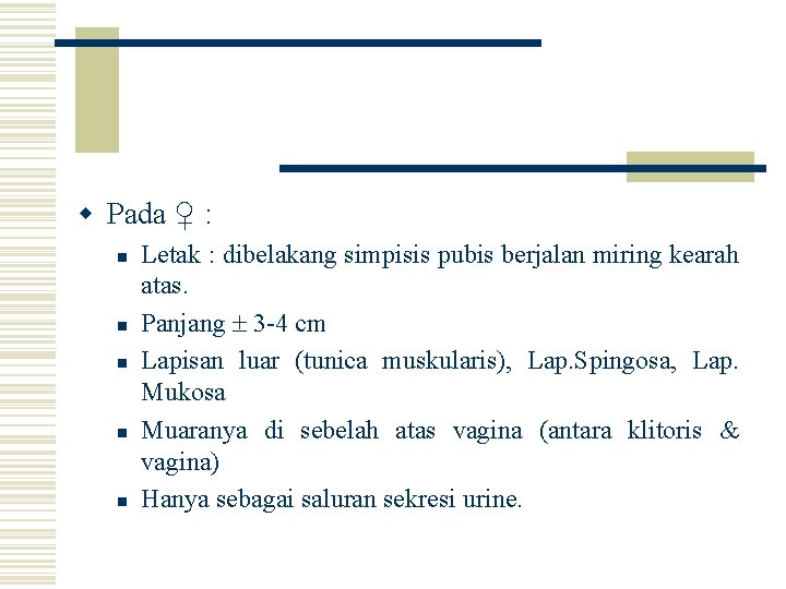 w Pada ♀ : n n n Letak : dibelakang simpisis pubis berjalan miring
