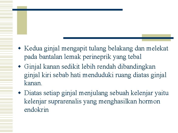 w Kedua ginjal mengapit tulang belakang dan melekat pada bantalan lemak perineprik yang tebal