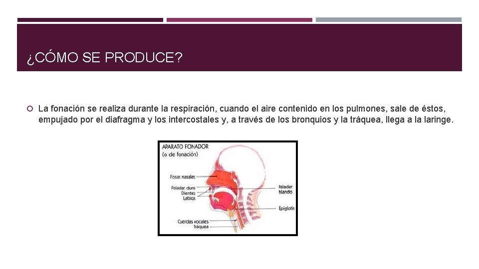 ¿CÓMO SE PRODUCE? La fonación se realiza durante la respiración, cuando el aire contenido ¿CÓMO SE PRODUCE? La fonación se realiza durante la respiración, cuando el aire contenido