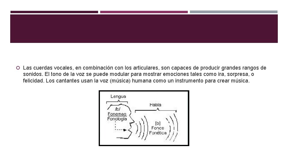 Las cuerdas vocales, en combinación con los articulares, son capaces de producir grandes Las cuerdas vocales, en combinación con los articulares, son capaces de producir grandes