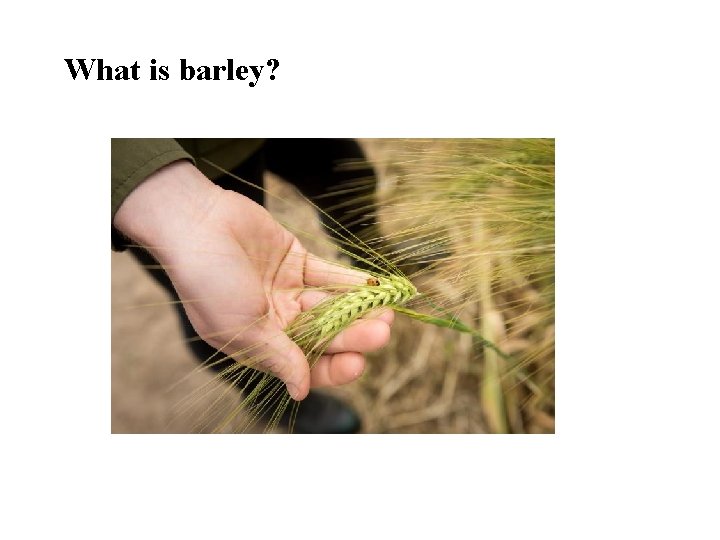 What is barley? 