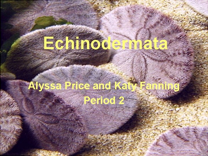 Echinodermata Alyssa Price and Katy Fanning Period 2 Echinodermata Alyssa Price and Katy Fanning Period 2