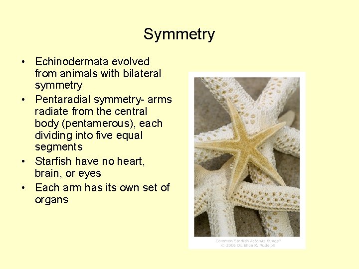 Symmetry • Echinodermata evolved from animals with bilateral symmetry • Pentaradial symmetry- arms radiate Symmetry • Echinodermata evolved from animals with bilateral symmetry • Pentaradial symmetry- arms radiate
