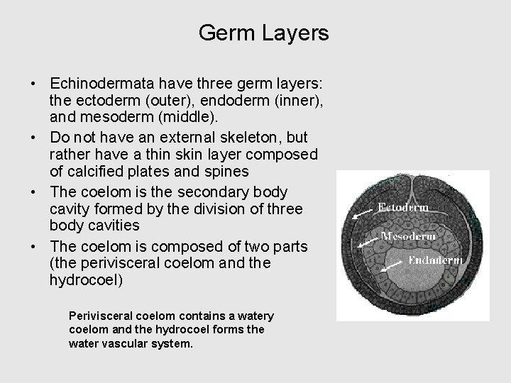 Germ Layers • Echinodermata have three germ layers: the ectoderm (outer), endoderm (inner), and Germ Layers • Echinodermata have three germ layers: the ectoderm (outer), endoderm (inner), and