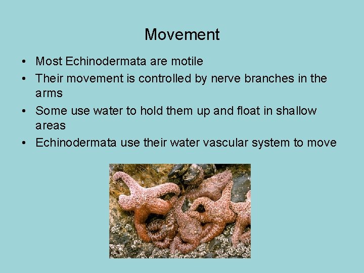 Movement • Most Echinodermata are motile • Their movement is controlled by nerve branches Movement • Most Echinodermata are motile • Their movement is controlled by nerve branches