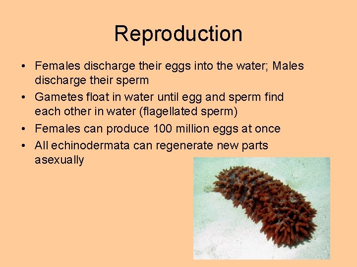 Reproduction • Females discharge their eggs into the water; Males discharge their sperm • Reproduction • Females discharge their eggs into the water; Males discharge their sperm •