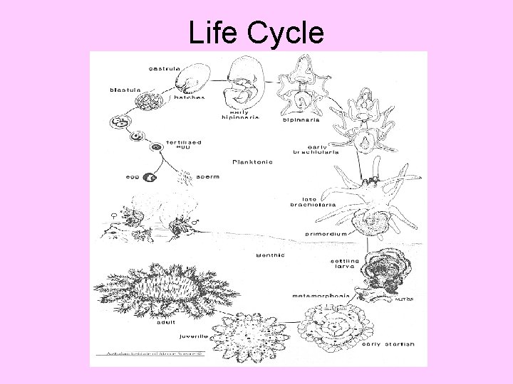 Life Cycle Life Cycle
