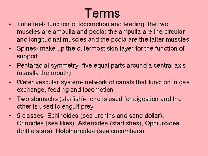 Terms • Tube feet- function of locomotion and feeding; the two muscles are ampulla Terms • Tube feet- function of locomotion and feeding; the two muscles are ampulla