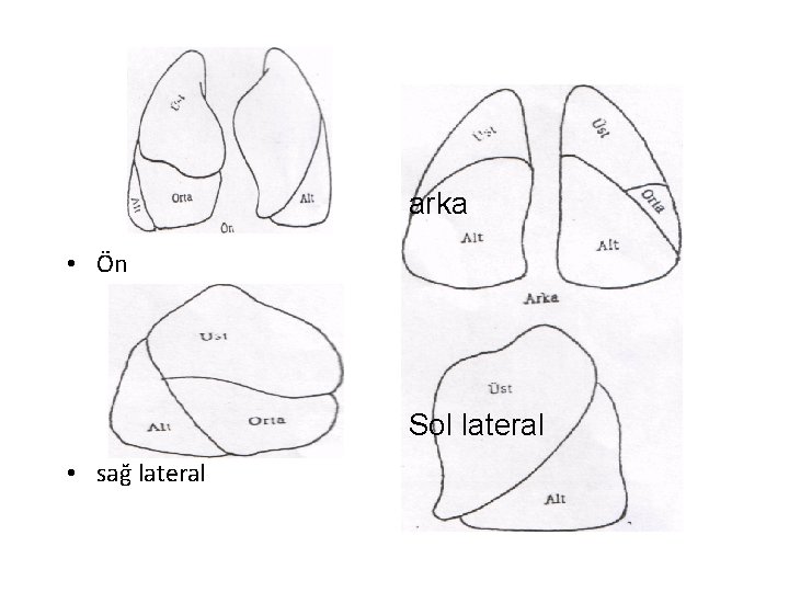 arka • Ön Sol lateral • sağ lateral 