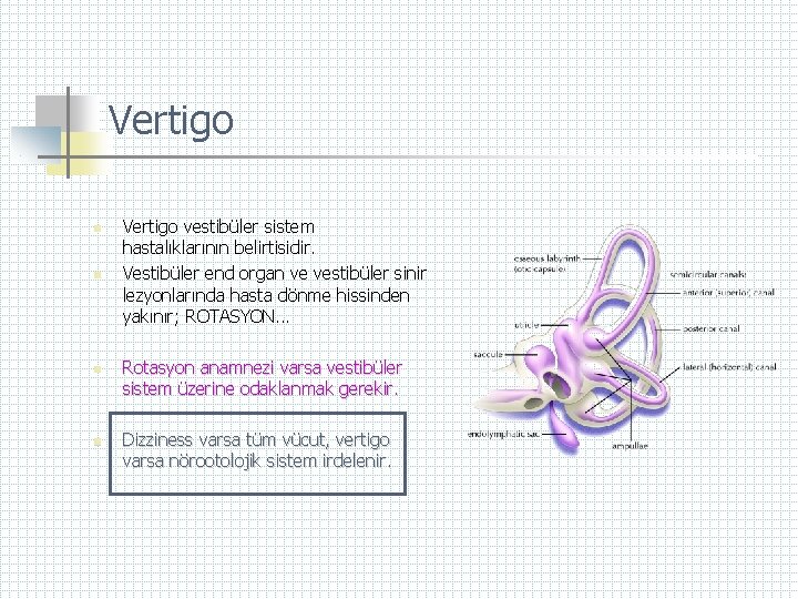 Vertigo n n Vertigo vestibüler sistem hastalıklarının belirtisidir. Vestibüler end organ ve vestibüler sinir