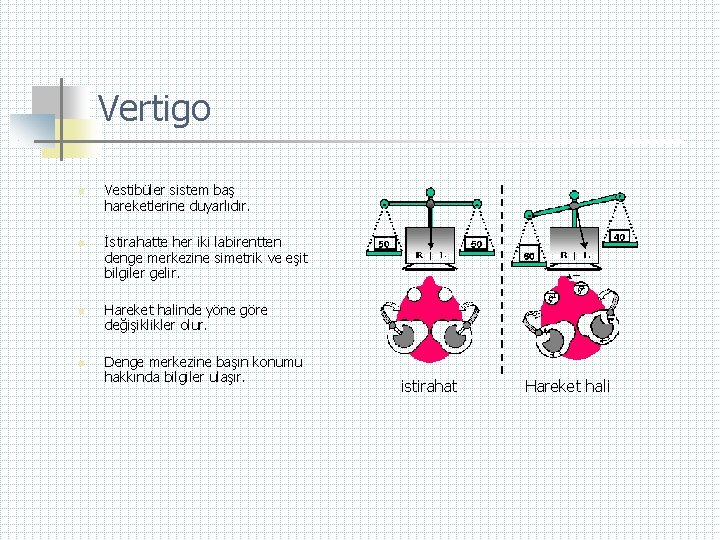 Vertigo n n Vestibüler sistem baş hareketlerine duyarlıdır. İstirahatte her iki labirentten denge merkezine