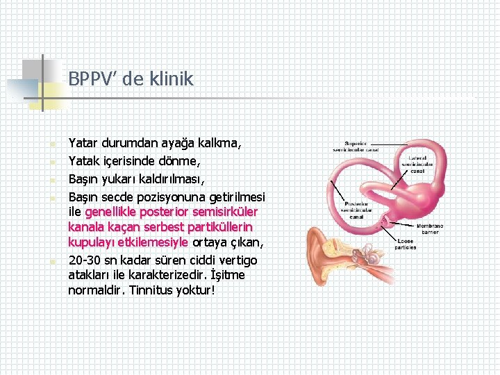 BPPV’ de klinik n n n Yatar durumdan ayağa kalkma, Yatak içerisinde dönme, Başın