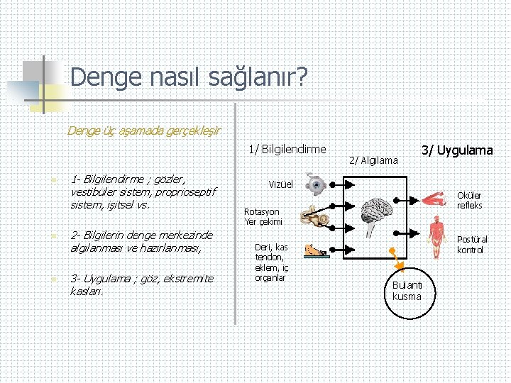 Denge nasıl sağlanır? Denge üç aşamada gerçekleşir 1/ Bilgilendirme n n n 1 -