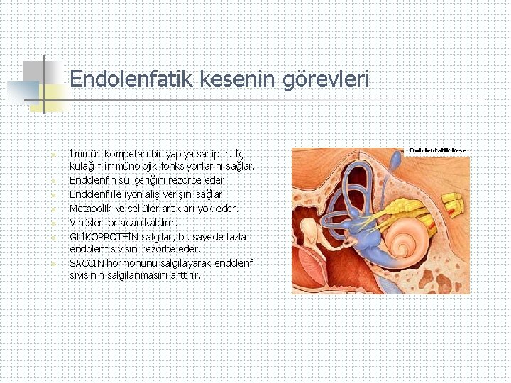 Endolenfatik kesenin görevleri n n n n İmmün kompetan bir yapıya sahiptir. İç kulağın
