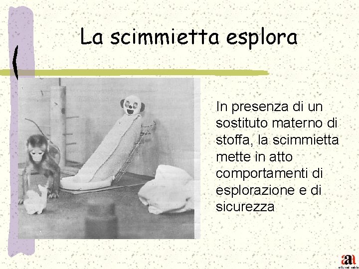 La scimmietta esplora In presenza di un sostituto materno di stoffa, la scimmietta mette