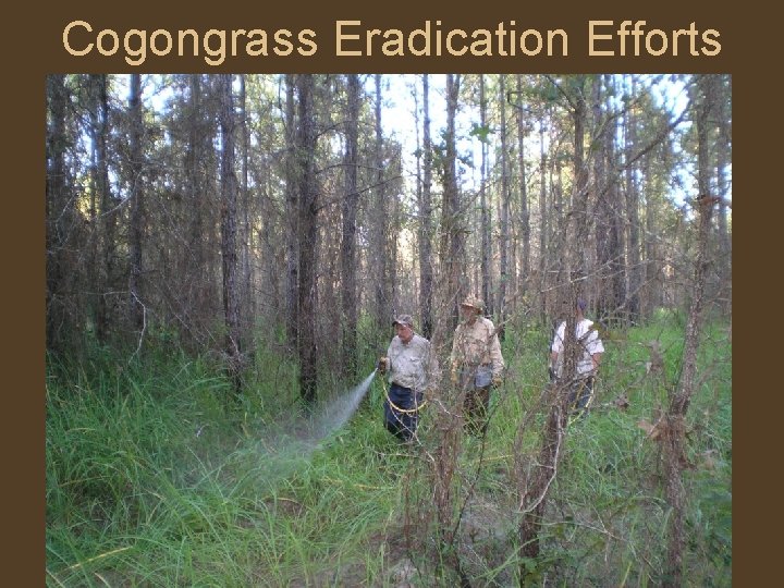 Cogongrass Eradication Efforts 