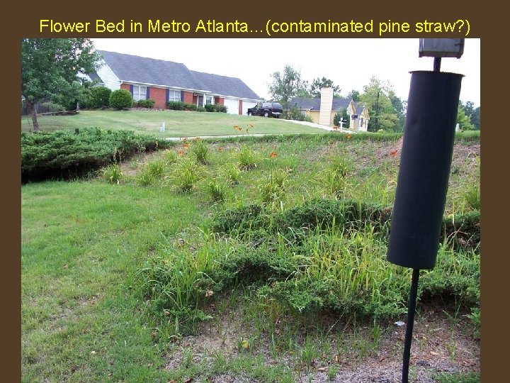 Flower Bed in Metro Atlanta…(contaminated pine straw? ) 