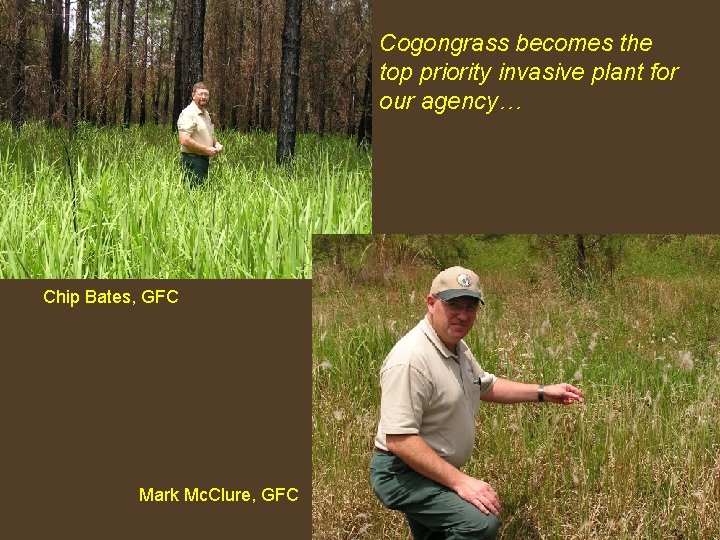 Cogongrass becomes the top priority invasive plant for our agency… Chip Bates, GFC Mark