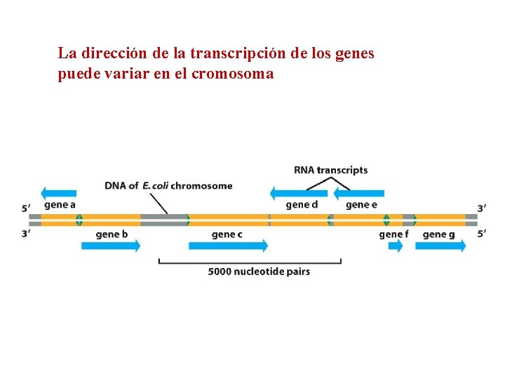 La dirección de la transcripción de los genes puede variar en el cromosoma 