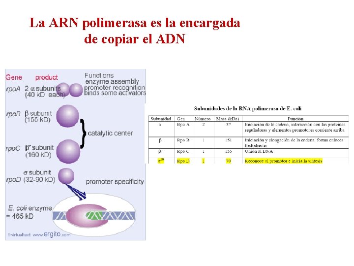 La ARN polimerasa es la encargada de copiar el ADN 