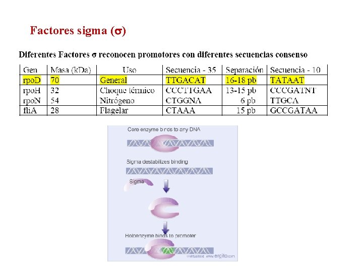 Factores sigma (s) 