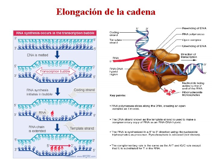 Elongación de la cadena 