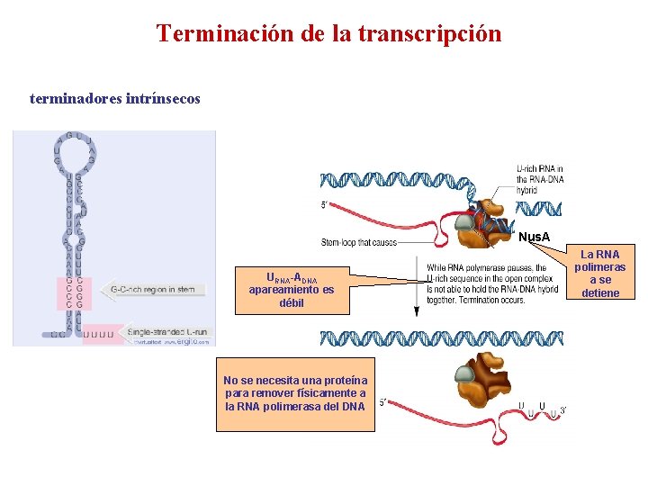 Terminación de la transcripción terminadores intrínsecos Nus. A URNA-ADNA apareamiento es débil No se