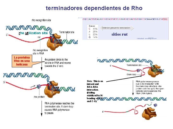 terminadores dependientes de Rho rho utilization site sitios rut La proteína Rho es una