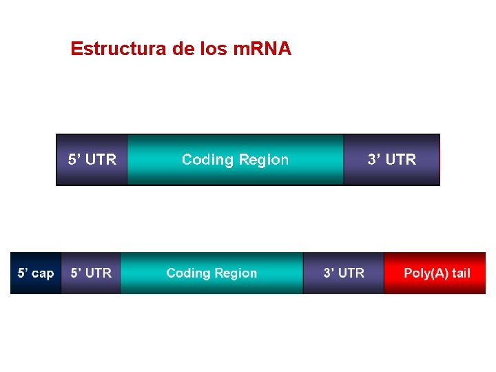 Estructura de los m. RNA 