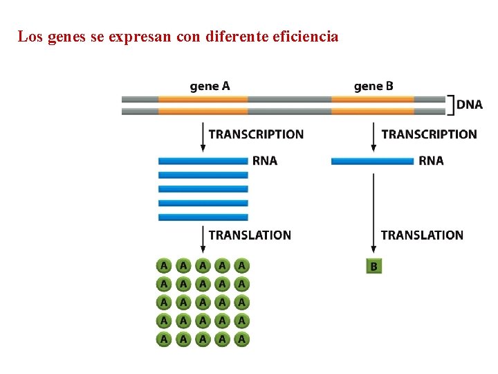 Los genes se expresan con diferente eficiencia 