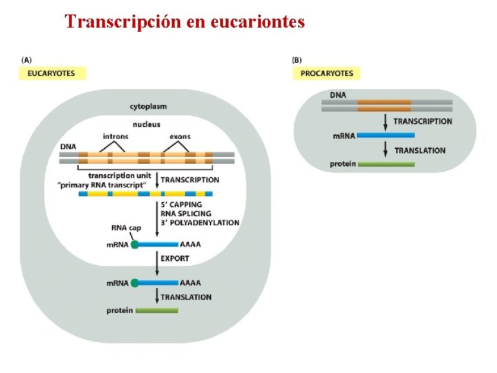 Transcripción en eucariontes 