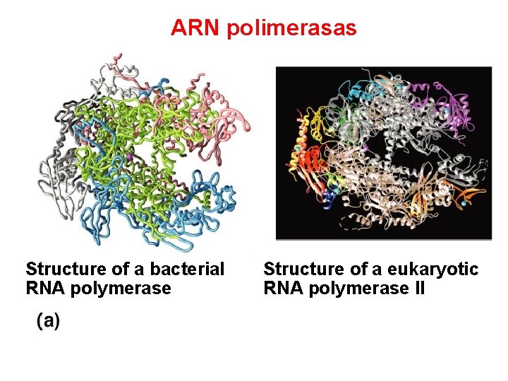 ARN polimerasas Structure of a bacterial RNA polymerase Structure of a eukaryotic RNA polymerase