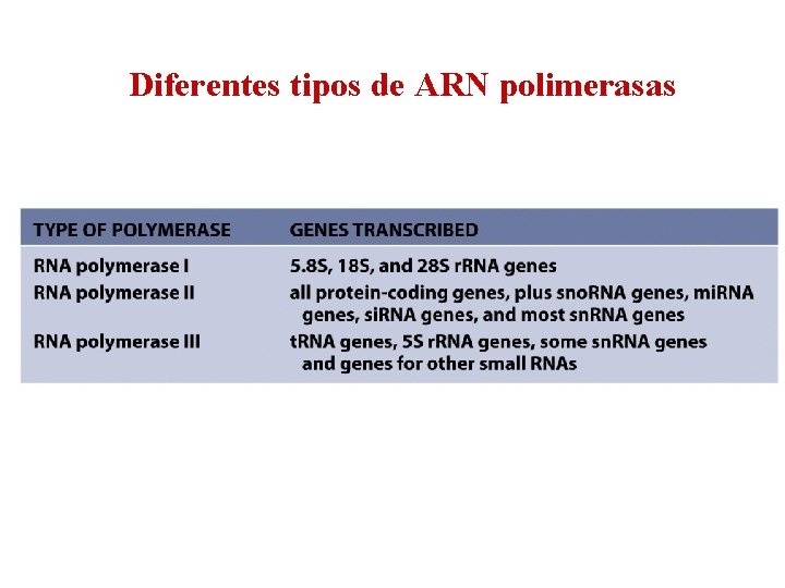 Diferentes tipos de ARN polimerasas 