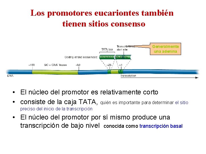 Los promotores eucariontes también tienen sitios consenso Generalmente una adenina • El núcleo del