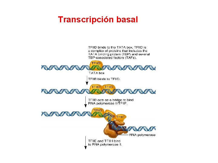 Transcripción basal 