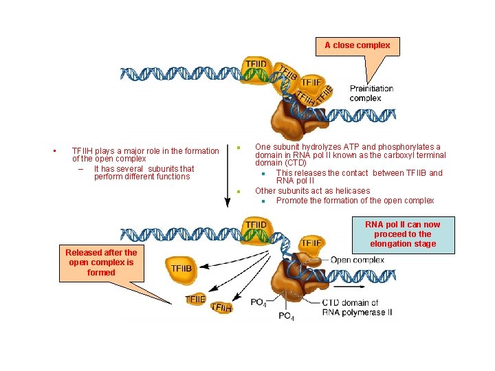 A close complex • TFIIH plays a major role in the formation of the