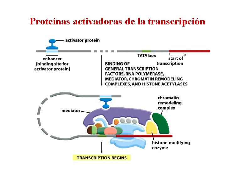 Proteínas activadoras de la transcripción 