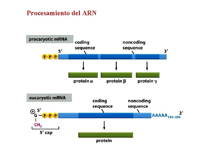 Procesamiento del ARN 