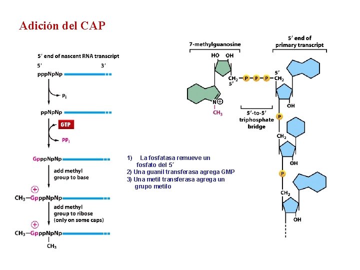 Adición del CAP 1) La fosfatasa remueve un fosfato del 5´ 2) Una guanil