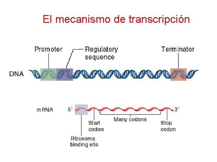 El mecanismo de transcripción 