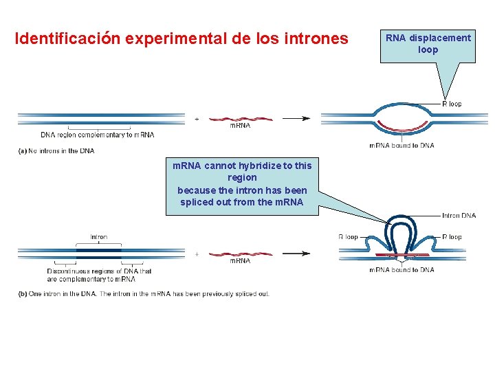 Identificación experimental de los intrones m. RNA cannot hybridize to this region because the