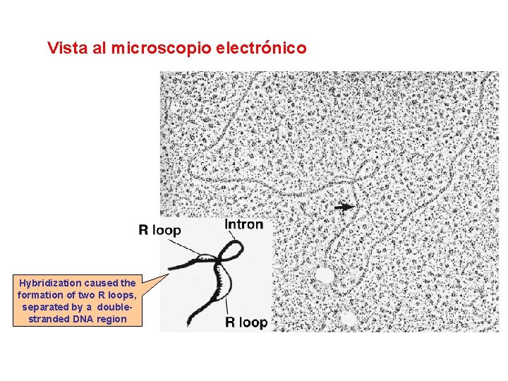 Vista al microscopio electrónico Hybridization caused the formation of two R loops, separated by