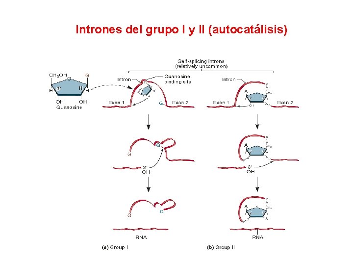 Intrones del grupo I y II (autocatálisis) 