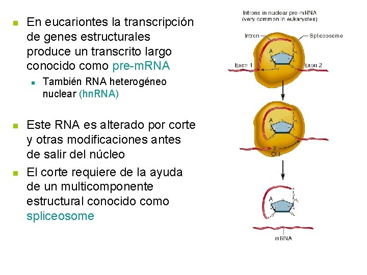 n En eucariontes la transcripción de genes estructurales produce un transcrito largo conocido como