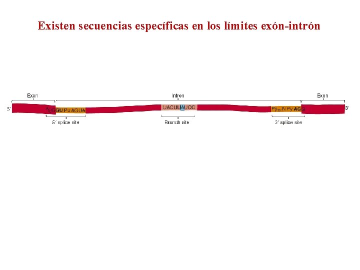 Existen secuencias específicas en los límites exón-intrón 