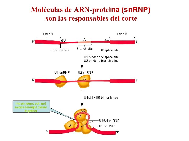 Moléculas de ARN-proteína (sn. RNP) son las responsables del corte Intron loops out and